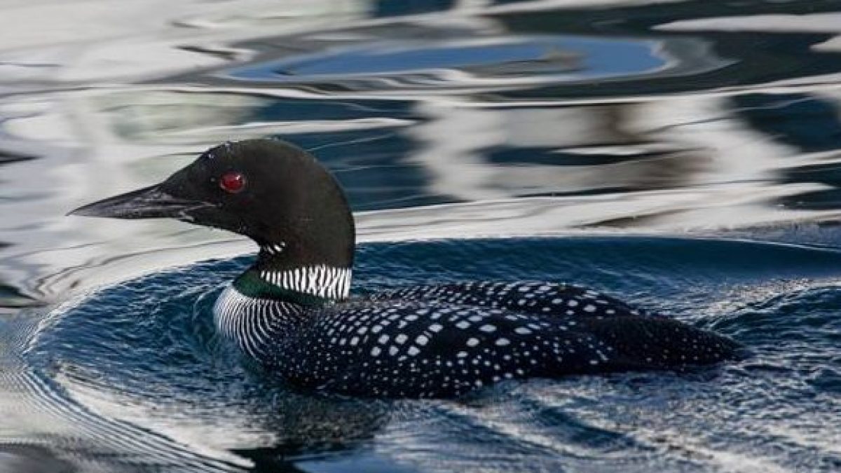 a bird swimming in water
