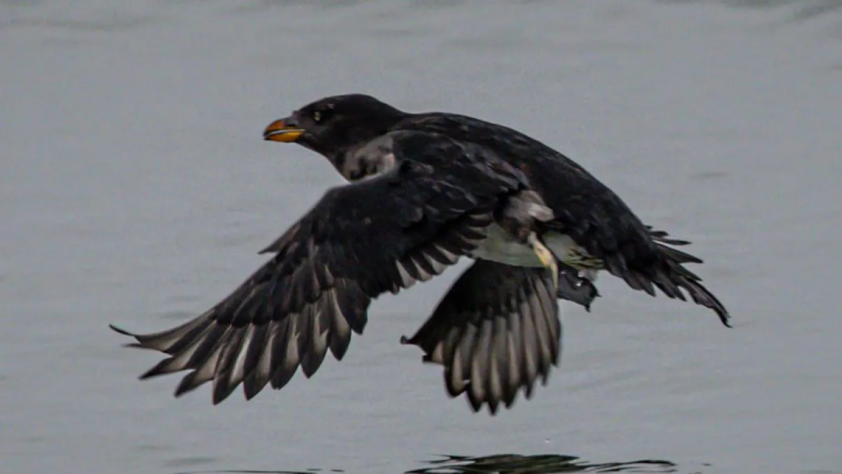 black seabird flying over the water