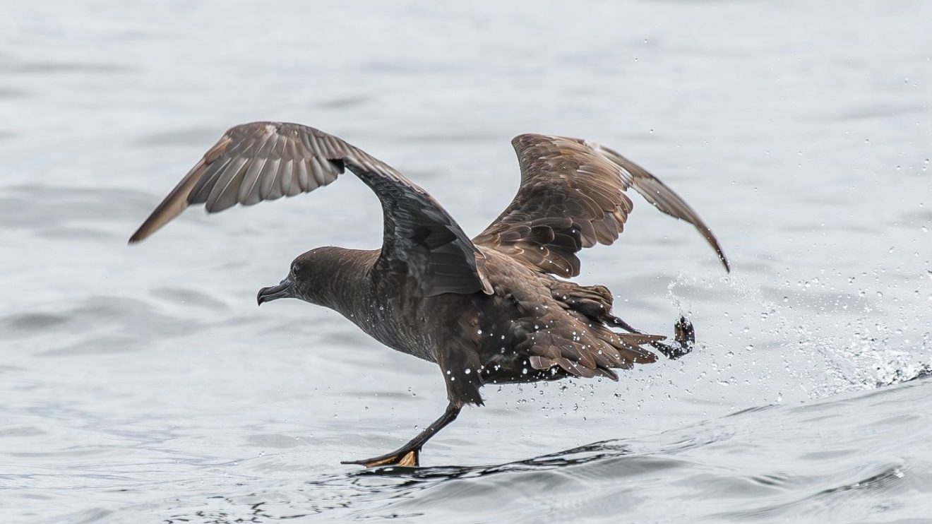 bird running on the water to take off