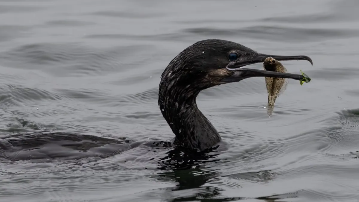 a bird swimming in water next to a body of water