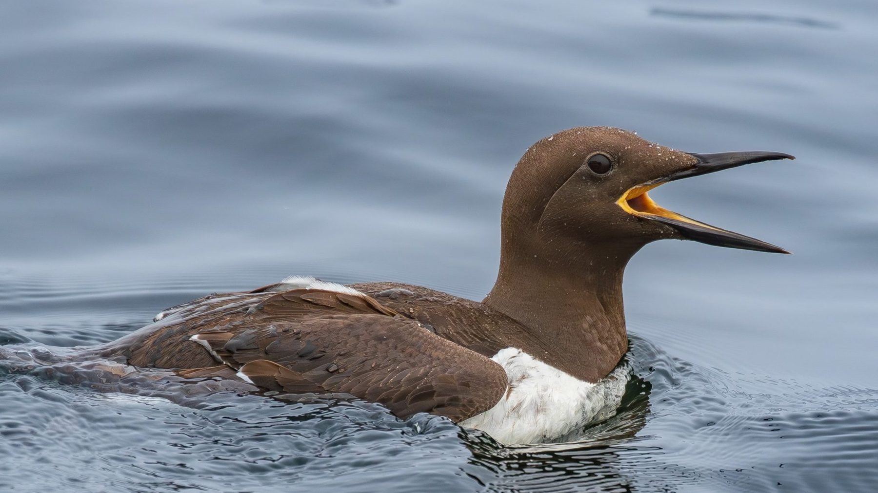 brown and white seabird swimming on the water with beak open calling to its chick