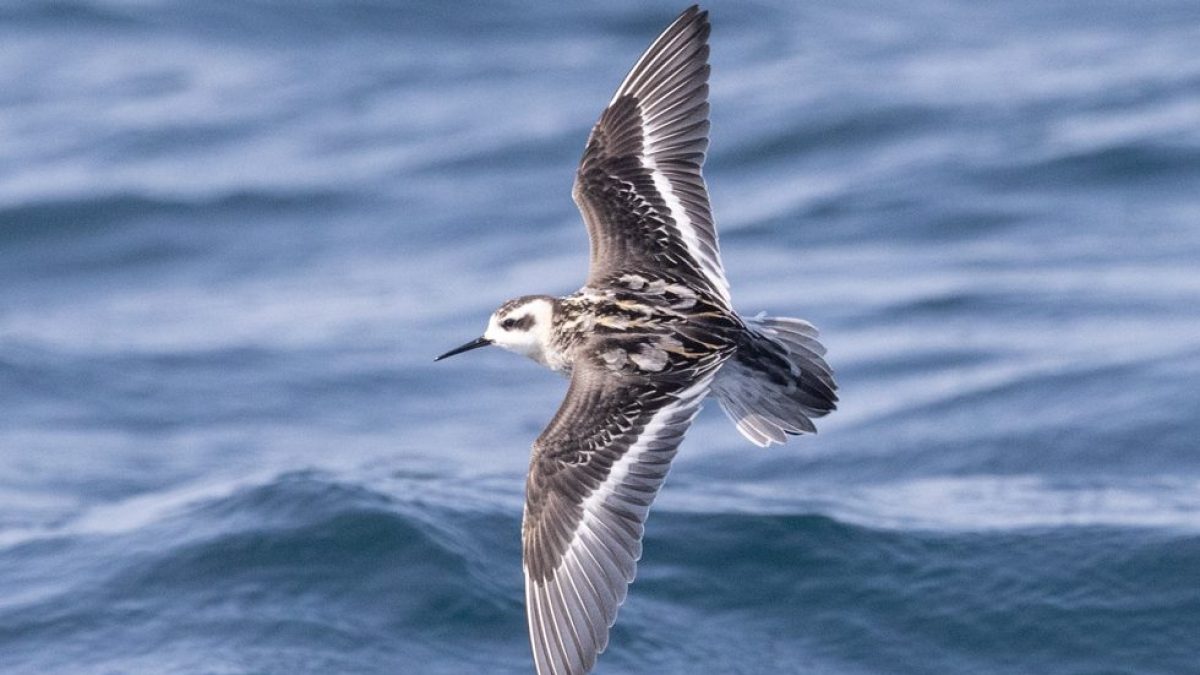 a bird flying over a body of water
