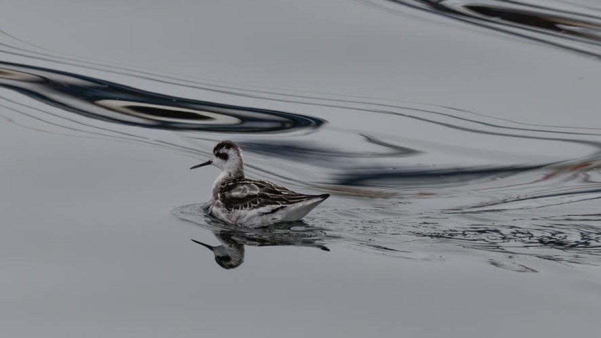 a bird flying over a body of water