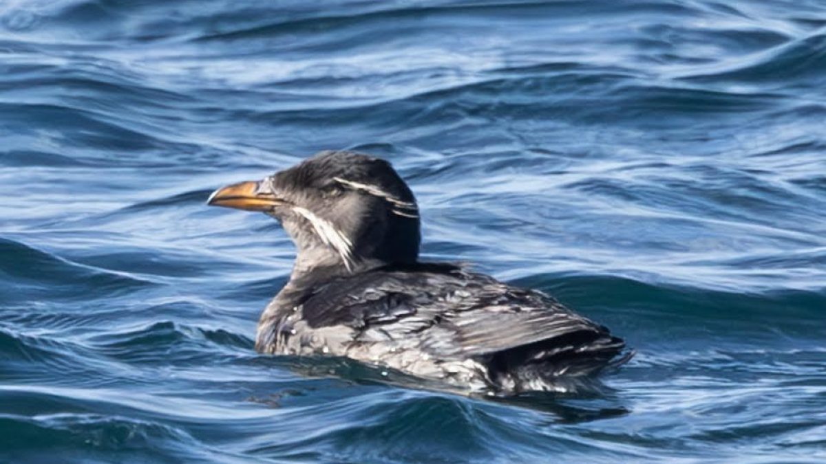 a bird swimming in water