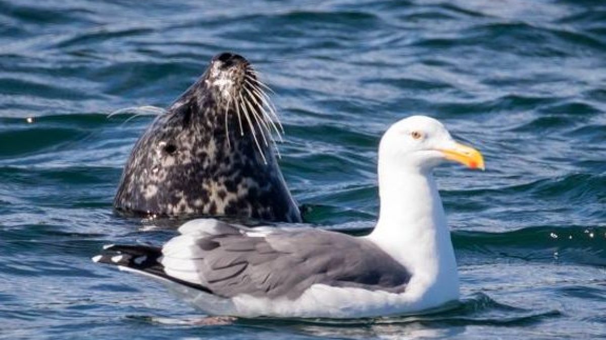 a bird swimming in water
