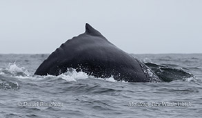 a whale jumping out of the water
