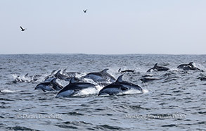 a bird flying over the water