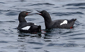 a bird swimming in water next to a body of water