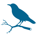 a close up of a bird