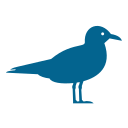 a close up of a bird