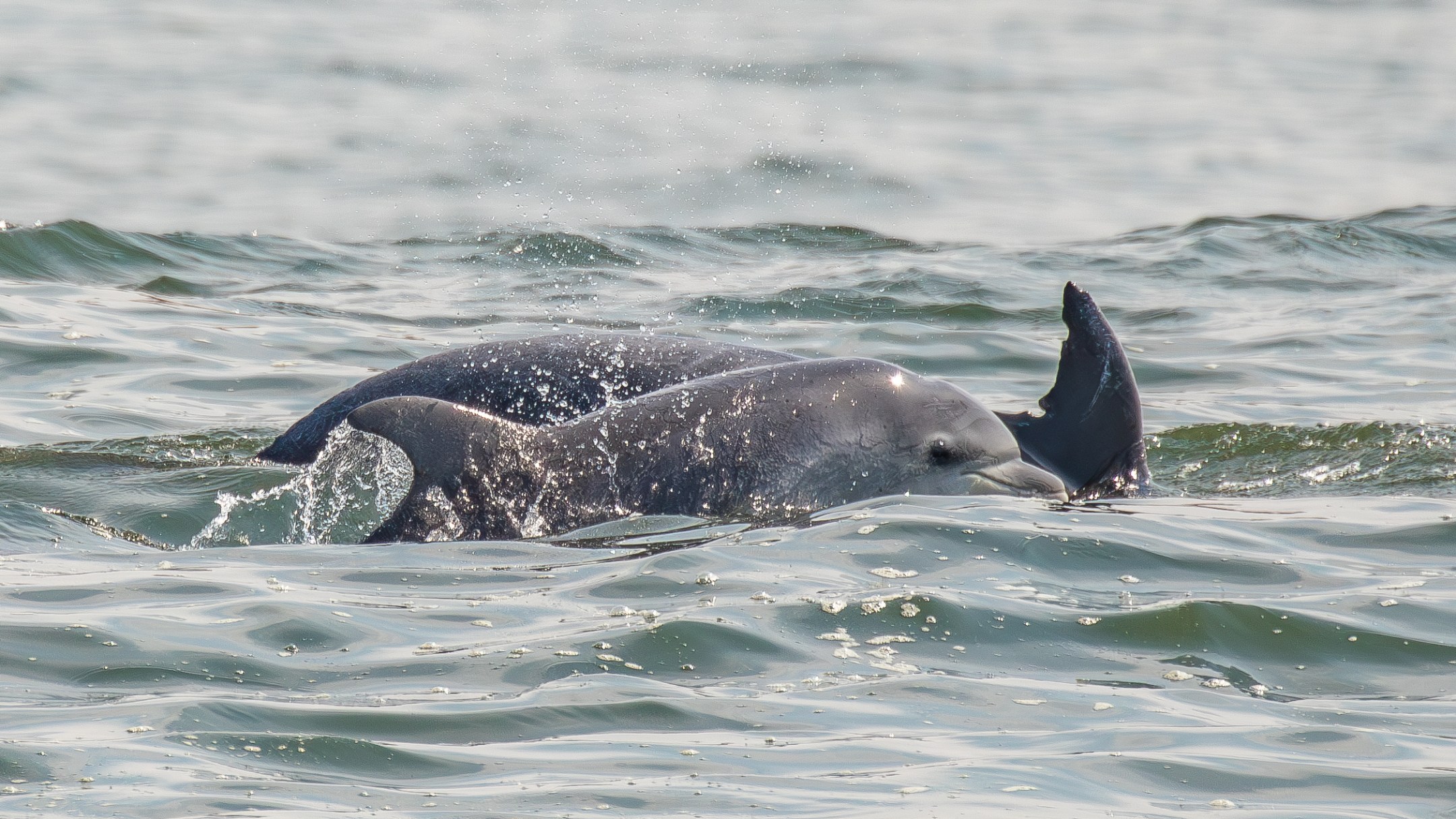 a dog swimming in a body of water