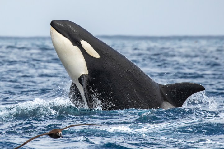 Killer whale