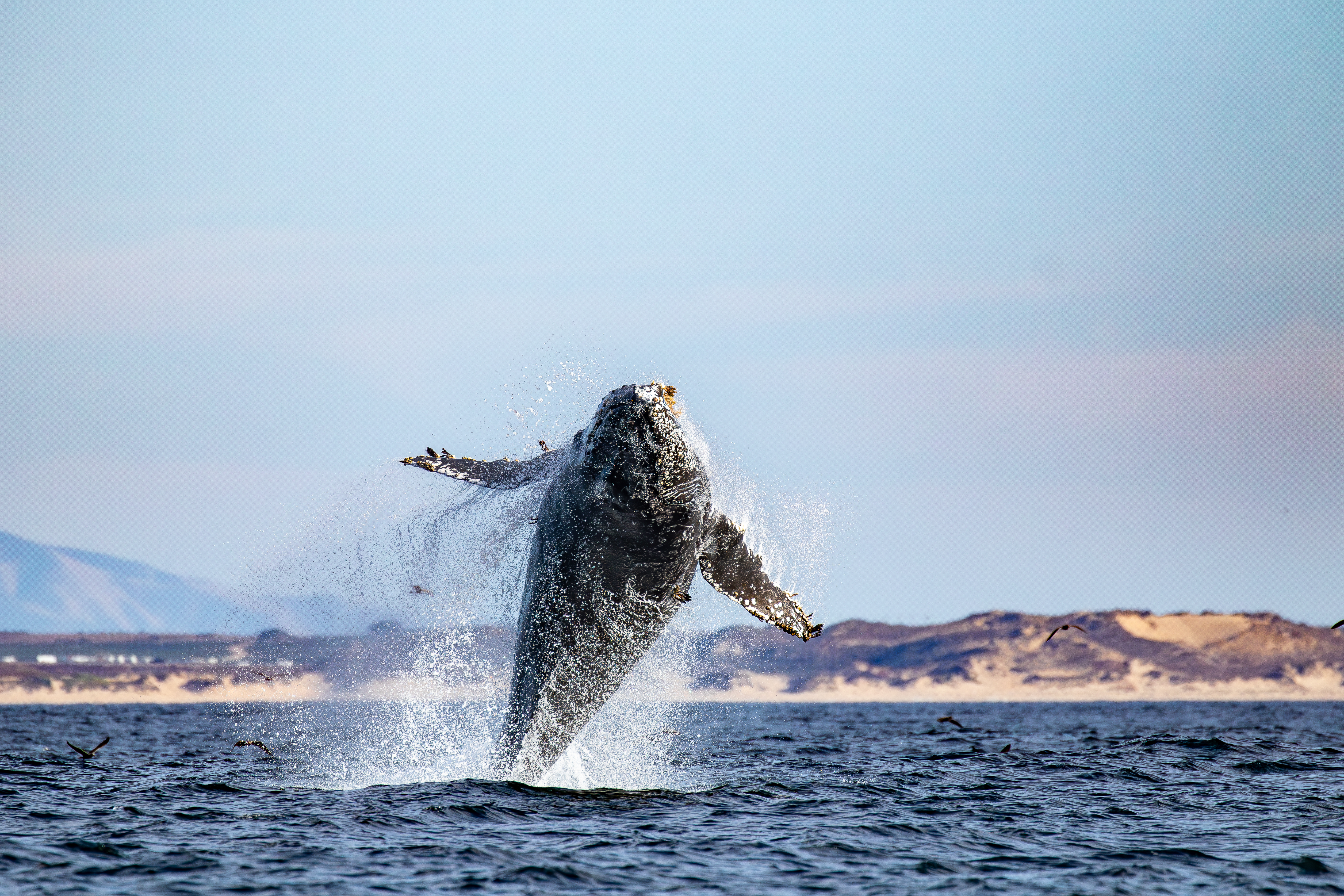 Monterey Bay Whale Watch