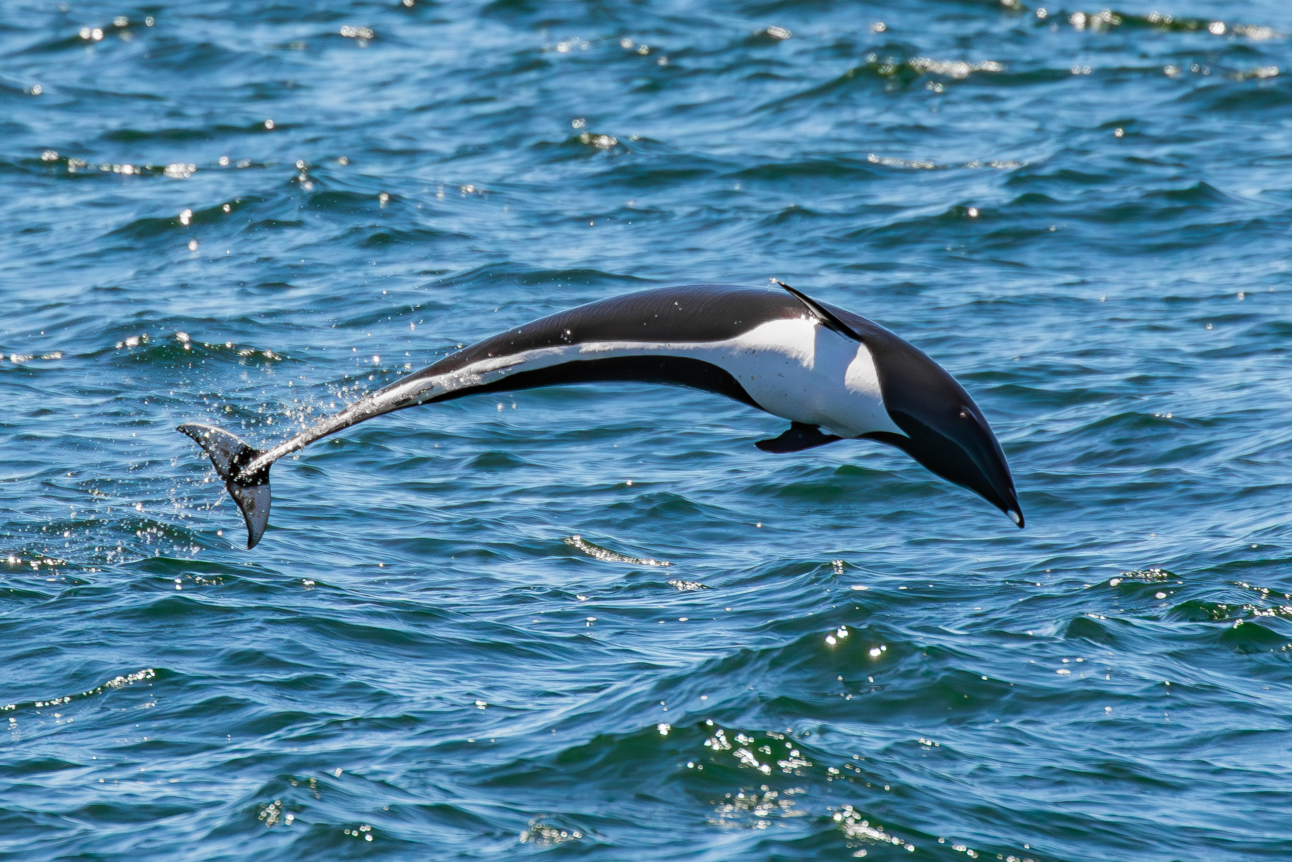 Northern Right Whale Dolphin | Monterey Bay Whale Watch