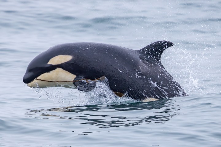 a killer whale breaching