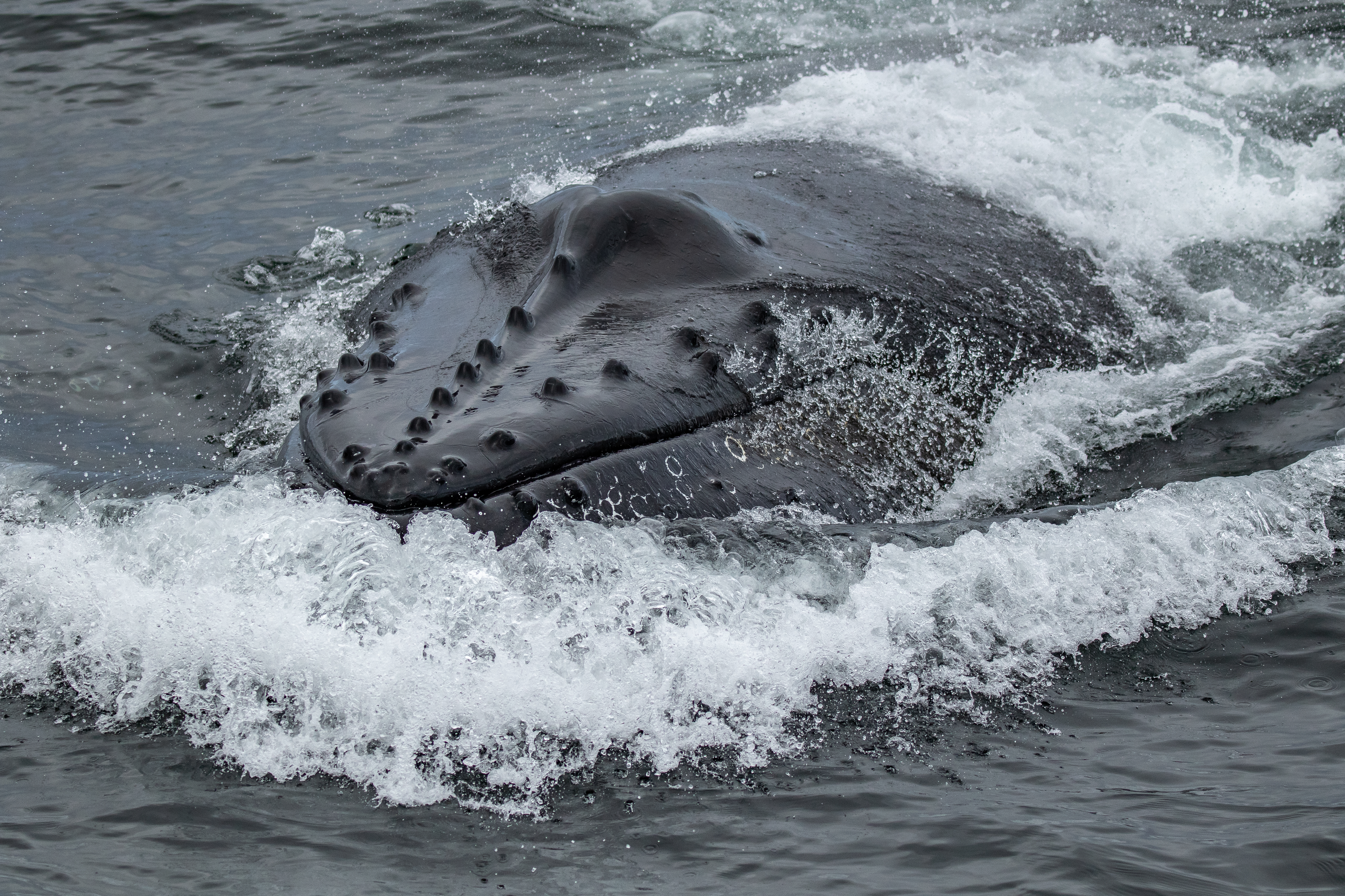 Humpback Whales in California | Monterey Bay Whale Watch