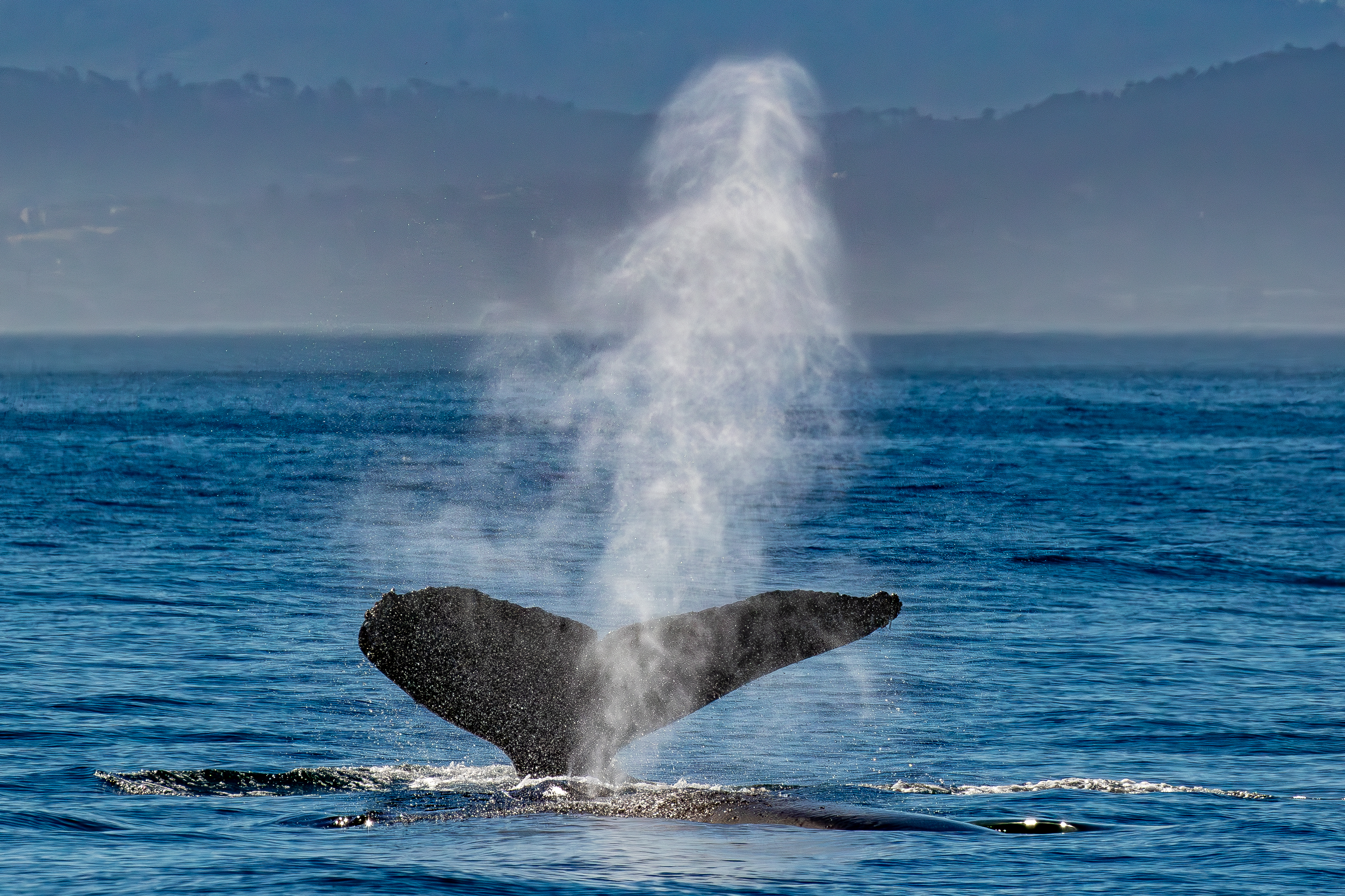 Humpback Whales in California | Monterey Bay Whale Watch