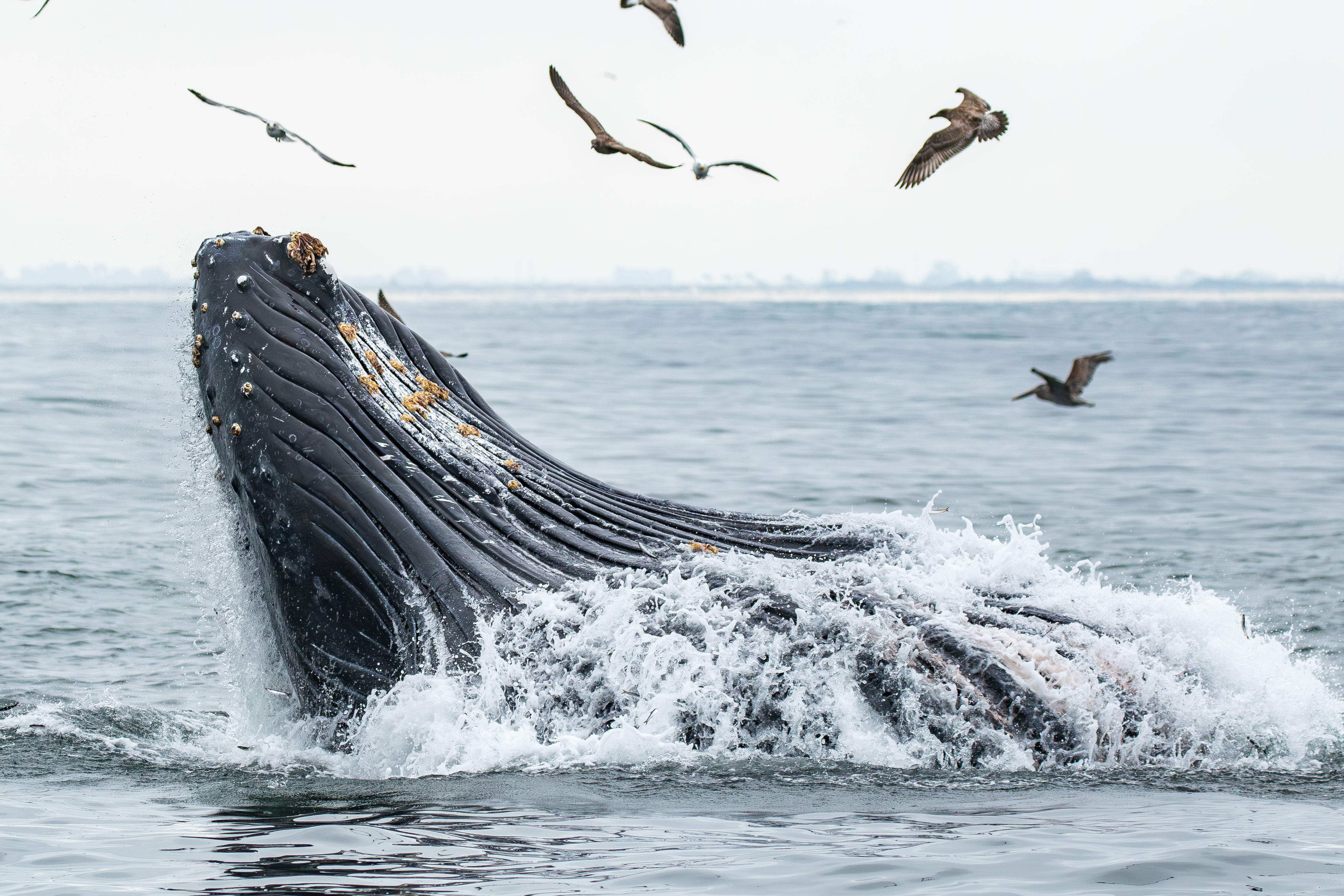 Humpback Whales in California | Monterey Bay Whale Watch