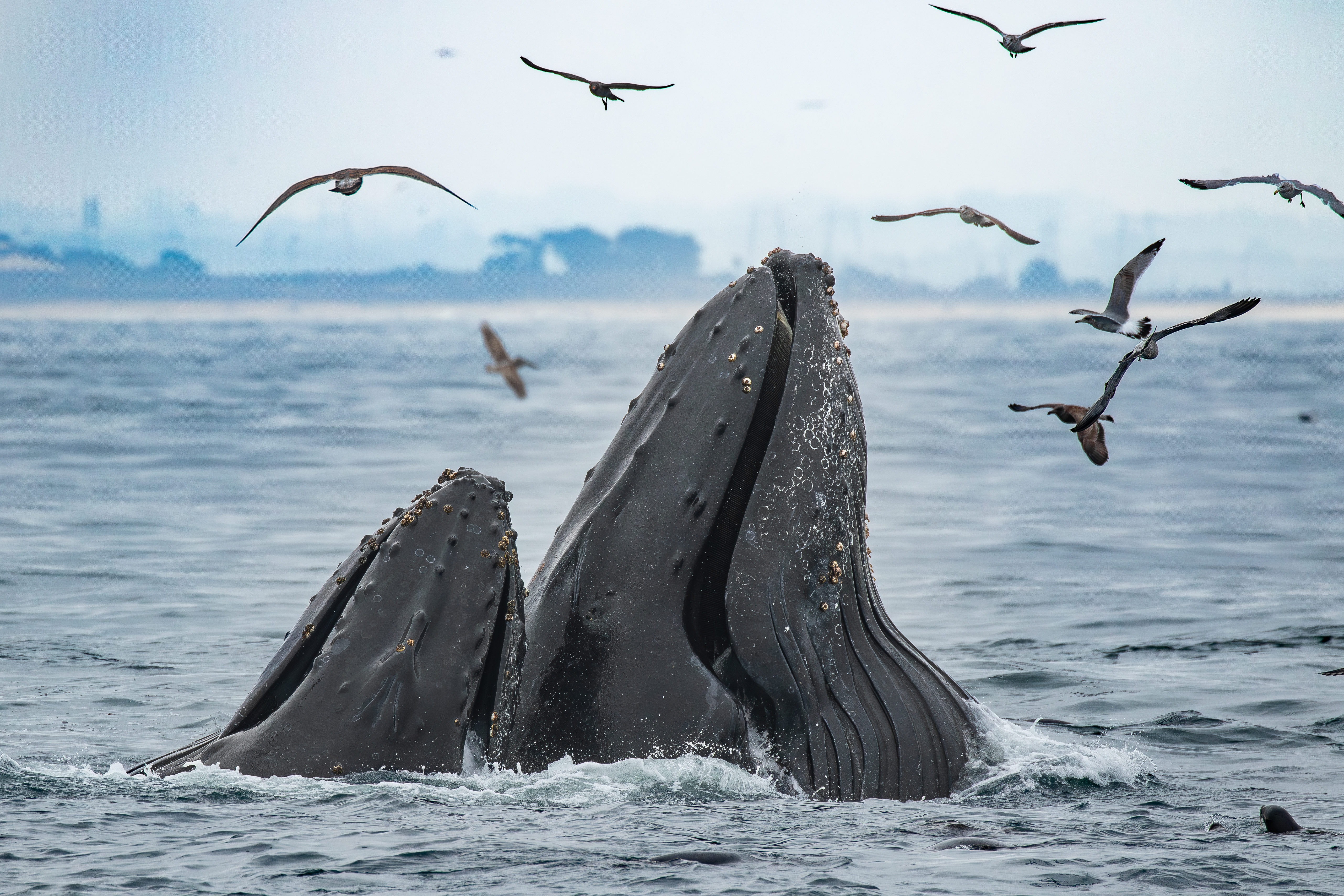 Humpback Whales in California | Monterey Bay Whale Watch