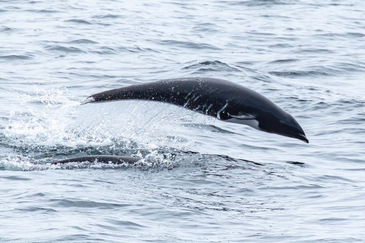 a whale jumping out of the water