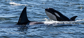 a dolphin jumping out of the water