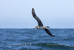 a bird flying over a body of water