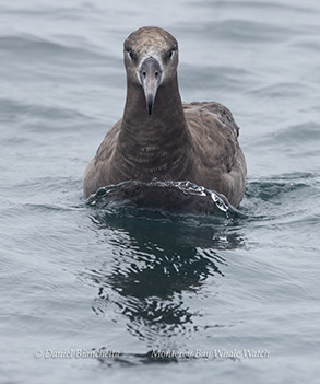 a bird swimming in water next to the ocean