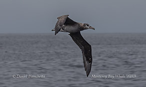 a bird standing on a beach near a body of water