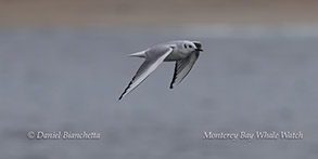 a bird flying in the sky