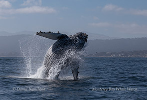 a whale jumping out of the water