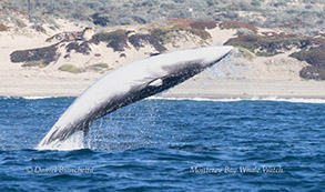 a whale jumping out of the water