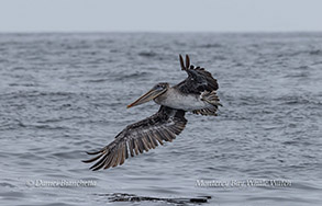 a bird swimming in water next to the ocean