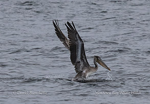 a bird flying over a body of water