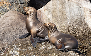 a seal on a rock