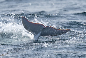 a person riding a wave on a surfboard in the ocean
