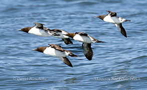 a flock of seagulls flying over a body of water