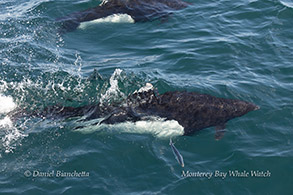 a person riding a wave on a surfboard in the water