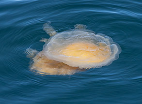 a dog swimming in a body of water