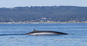 a whale jumping out of the water