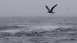 a bird flying over a body of water