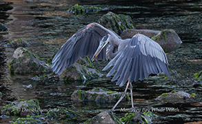 a bird standing on a rock next to a body of water