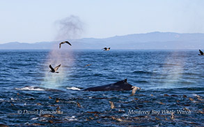 a bird flying over a body of water