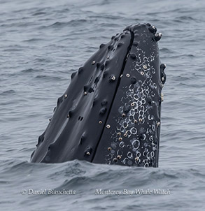 a boat floating on a body of water