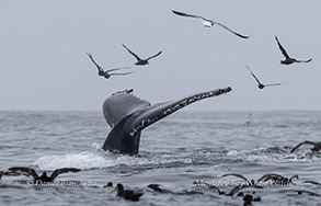 a flock of seagulls flying over a body of water