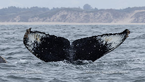 a whale jumping out of the water