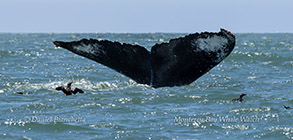 water next to the ocean