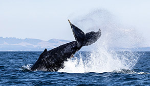 a whale jumping out of the water