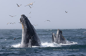 a whale jumping out of the water