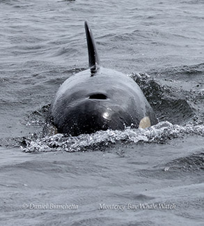 an animal in a body of water