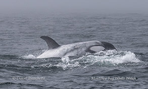 a whale jumping out of the water